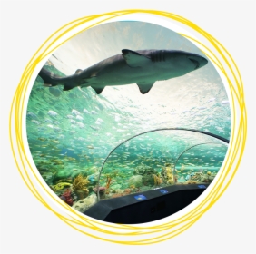Ripley's Aquarium Toronto Sharks, HD Png Download, Transparent PNG