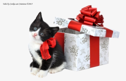 Cookie Cat Créations - Happy Christmas Cute Kittens, HD Png Download, Transparent PNG