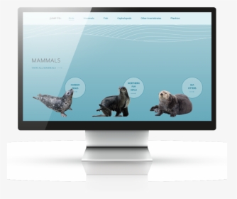 Sea Otter, HD Png Download, Transparent PNG