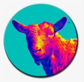 Stacy Goat Pins No Type 10 - Sheep, HD Png Download, Transparent PNG