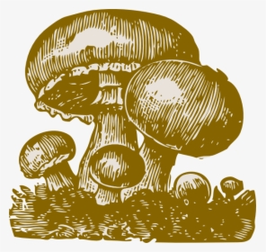 Mushroom Illustration Svg Clip Arts - Mushroom Public Domain Art, HD Png Download, Transparent PNG