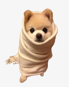 Animals Ready For Winter, HD Png Download, Transparent PNG