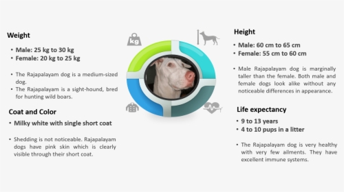 Rajapalayam Breed Traits Infographics - Companion Dog, HD Png Download, Transparent PNG
