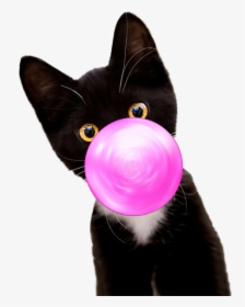 Bubble Gum Kitten - Black Cat, HD Png Download, Transparent PNG