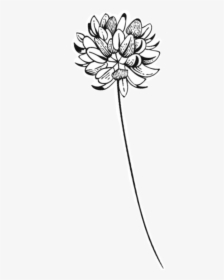 #flower #print #sticker #tumblr #aesthetic #blackandwhite - Cut Flowers, HD Png Download, Transparent PNG