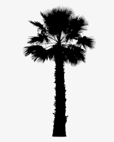 Asian Palmyra Palm Palm Trees Vector Graphics Image - California Palm Tree Vector, HD Png Download, Transparent PNG