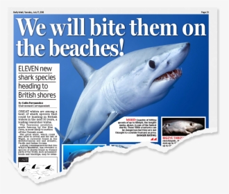 Daily Mail, Page - Great White Shark, HD Png Download, Transparent PNG