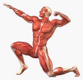 Muscle Clipart Muscular System - Muscular System No Labels, HD Png Download, Transparent PNG