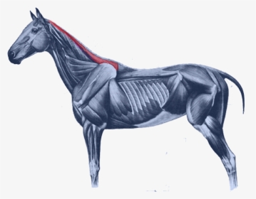 Equine Anatomy Horses Muscular System Of The Horse - Rectus Capitis Lateralis Horse, HD Png Download, Transparent PNG