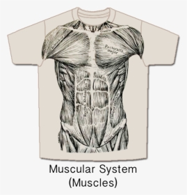 Musc-front - Muscle System T Shirt, HD Png Download, Transparent PNG