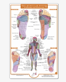 Foot Reflexology Chart Muscles, HD Png Download, Transparent PNG
