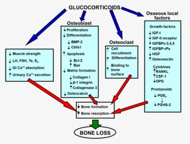 Mechanism Of Steroid Induced Osteoporosis, HD Png Download, Transparent PNG
