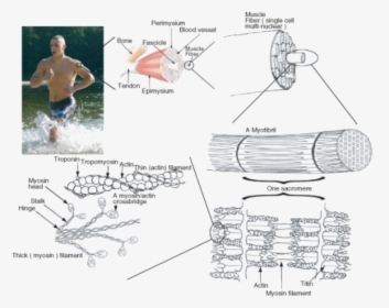 Diagram Of Skeletal Muscle, HD Png Download, Transparent PNG