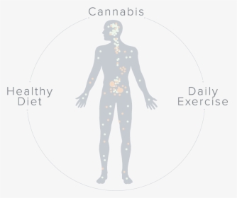 The Endocannabinoid System And Your Health - Standing, HD Png Download, Transparent PNG