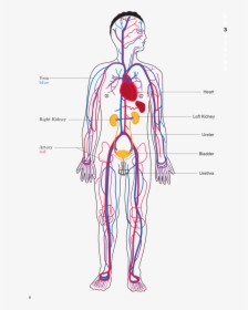 Body Map Of Circulatory System, HD Png Download, Transparent PNG