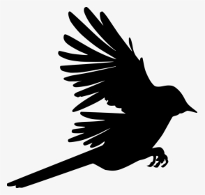 Raven, HD Png Download, Transparent PNG