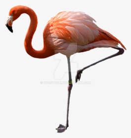 Watch Pink Flamingos - Flamant Rose Sur Une Patte, HD Png Download, Transparent PNG