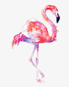 Transparent Background Flamingo Clipart, HD Png Download, Transparent PNG