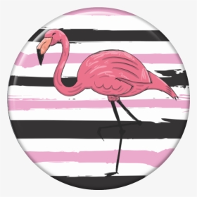 Greater Flamingo, HD Png Download, Transparent PNG