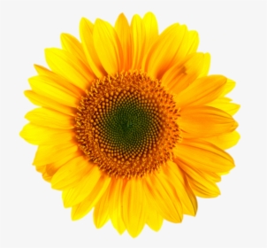 Transparent Background Sunflower Clipart, HD Png Download, Transparent PNG