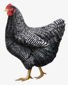 Chicken Png Clipart Free - Plymouth Rock Chicken Breed, Transparent Png, Transparent PNG