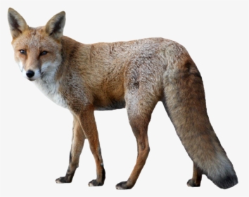 Fox Png Image - Transparent Background Fox Png, Png Download, Transparent PNG
