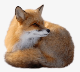 Sitting Fox - Red Fox Transparent, HD Png Download, Transparent PNG