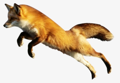 Fox Png Image Fox Png - Zorro Png, Transparent Png, Transparent PNG