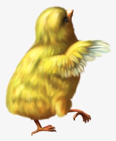 Yellow Baby Chicken Png Image, Transparent Png, Transparent PNG