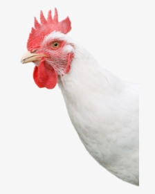 White Chicken Head Png, Transparent Png, Transparent PNG