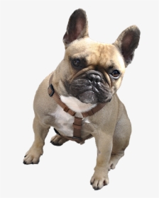 Bulldog Png Image - French Bulldog With Transparent Background, Png Download, Transparent PNG