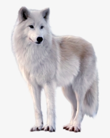 White Fox Png Image Free Download Searchpng - Wolf Png, Transparent Png, Transparent PNG