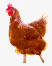 Live Chicken Transparent Background, HD Png Download, Transparent PNG