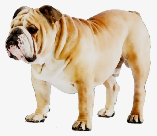 French Bulldog Puppy Dog Breed American Bulldog - Bulldog Ingles, HD Png Download, Transparent PNG