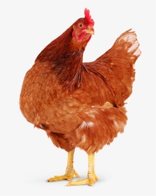 Red Chicken Png - Humane Farm Animal Care Chickens, Transparent Png, Transparent PNG