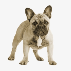 Breed,french Bulldog,companion Dog,non-sporting Group,old - Transparent Background French Bulldog Png, Png Download, Transparent PNG