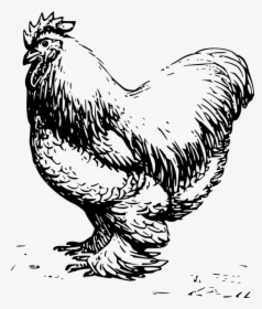 Rooster, Male, Barn, Farm, Chicken, Feathers - Clip Art Black And White Chicken, HD Png Download, Transparent PNG