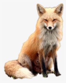 Fox Png Image - Red Fox With Glasses, Transparent Png, Transparent PNG