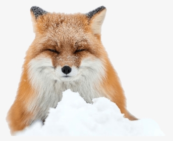 Fox In Snow Photography, HD Png Download, Transparent PNG