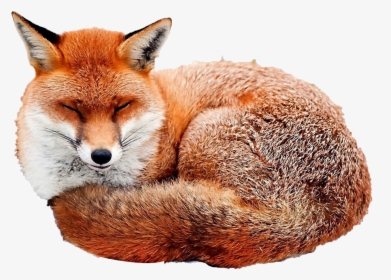 Red Fox Desktop Wallpaper Image Illustration - Fox And Red Panda, HD Png Download, Transparent PNG