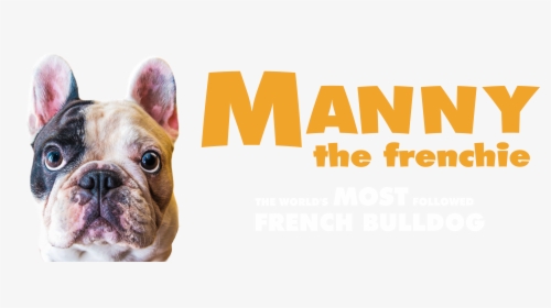 Manny - French Bulldog, HD Png Download, Transparent PNG