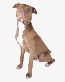 Pit Bull Png - Pitbull Dog White Background, Transparent Png, Transparent PNG