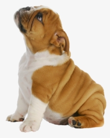 Puppy Dog Png, Transparent Png, Transparent PNG