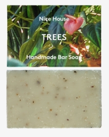 Trees Soap - Hardy Kiwi, HD Png Download, Transparent PNG
