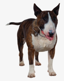 Dog Png - Cão Bull Terrier Png, Transparent Png, Transparent PNG