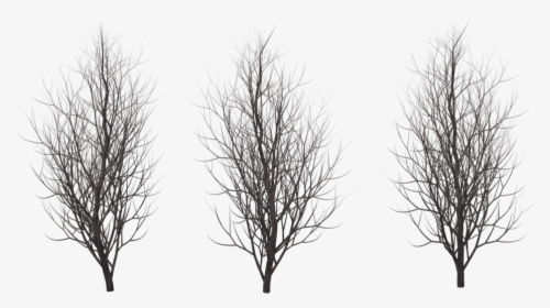 Winter Free Png Image - Png Winter Tree Silhouette, Transparent Png, Transparent PNG