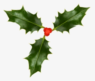 Christmas Holly Image - Holly With No Background, HD Png Download, Transparent PNG