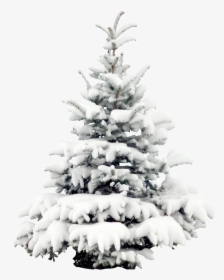 #tree #trees #winter #snow #terrieasterly - Snowy Christmas Tree Png, Transparent Png, Transparent PNG