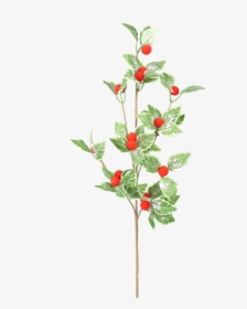 24 - Garden Roses, HD Png Download, Transparent PNG