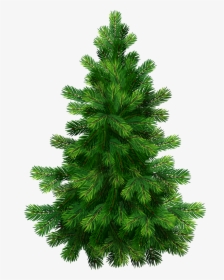 Christmas Tree Vector Png, Transparent Png, Transparent PNG